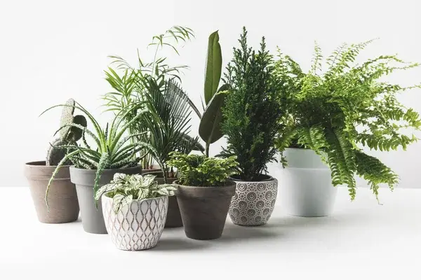 Cómo elegir plantas para departamentos según la iluminación y el espacio