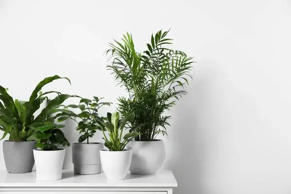 Por qué las plantas para departamentos se han vuelto tendencia en espacios modernos